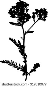 Silhouette of Garden yarrow
