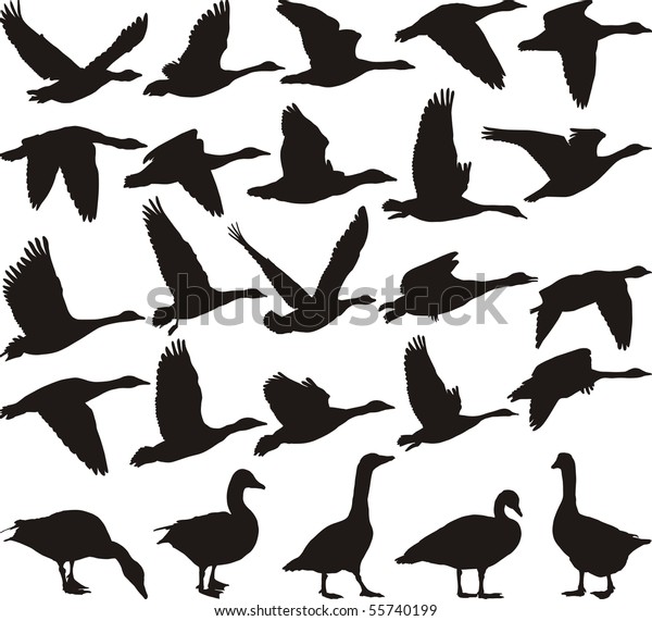 Silhouette Geese Black White Vector Illustration Stock Vector (Royalty ...