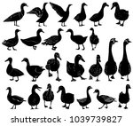 silhouette of geese and ducks