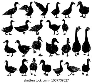 silhouette of geese and ducks