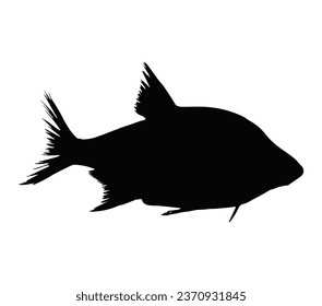 Silhouette of gilt-head sea bream.