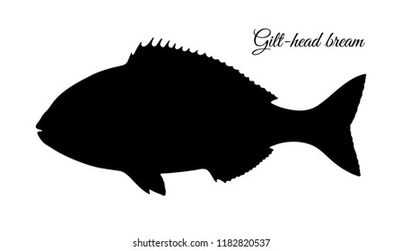 Silhouette Of Gilt-head Sea Bream. Hand Drawn Vector Illustration Of Fish On Old Paper Background.