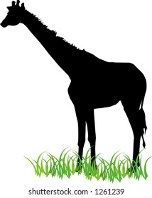silhouette of giraffe