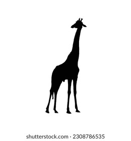 A silhouette of a giraffe