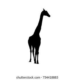 Silhouette of giraffe.