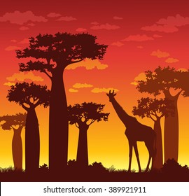 Silhouette of giraffe and baobabs on a red sunset sky. African vector landscape. 