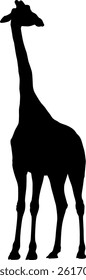 Silhouette of a Giraffe on white background