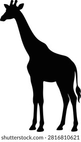 Silhouette of a Giraffe Standing Gracefully Against a White Background