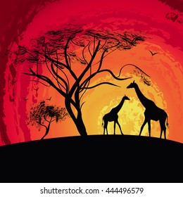 silhouette of a giraffe , sunset in Africa , landscape , vector