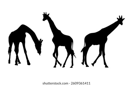 Silhouette of giraffes with defferent posture set