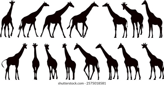 silhouette giraffes in different poses collection, vector