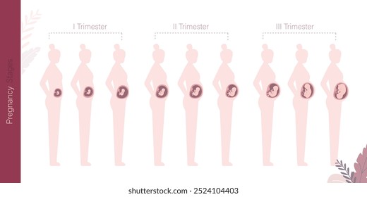 Silueta de niña con cambios en el cuerpo de la mujer en el embarazo. Principales etapas del embarazo. Maternidad, mujer embarazada. Tres trimestres. Etapa mensual, infografía médica. Bebé esperando. Vector plano