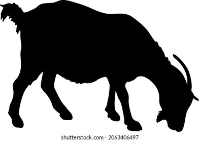 Silhouette goat animal farm on a white background.