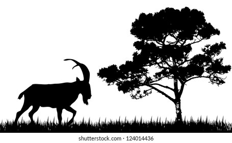 silhouette of  goat and tree
