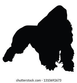 Silhouette of gorilla. - Illustration