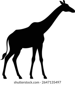 Silhouette of a graceful giraffe standing proudly isolated on a clean white background