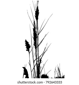 Silhouette of grass. Ears. Vector illustration, graphic on white background. 