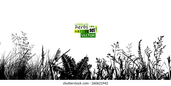 Silhouette Of Grass Meadow. Background Grass Silhouette. Vector