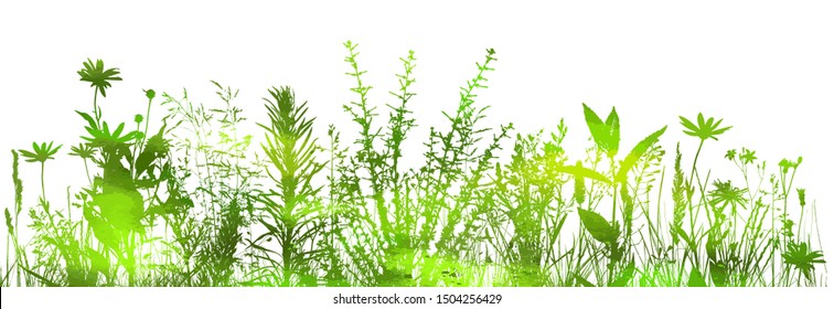 silhouette of grass on white background. Vector illustration