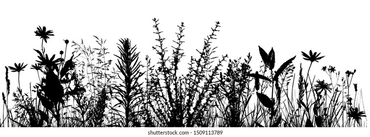 silhouette of grass on white background. Vector illustration