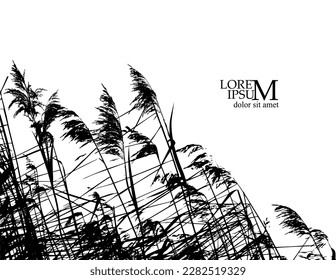 Silhouette grass reeds. Vector illustration