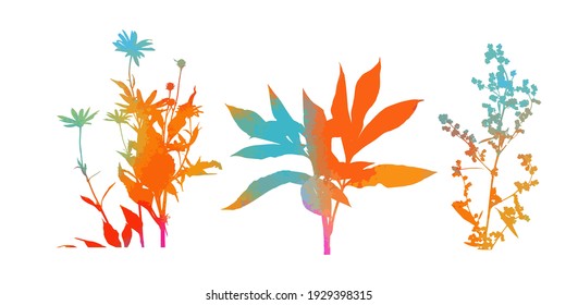 The silhouette of the grass set. Abstract background with colorful silhouettes of meadow wild herbs and flowers. Wildflowers. Floral background. Wild grass. Vector illustration.