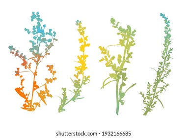 The silhouette of the grass set. Abstract background with colorful silhouettes of meadow wild herbs and flowers. Wildflowers. Floral background. Wild grass. Vector illustration.