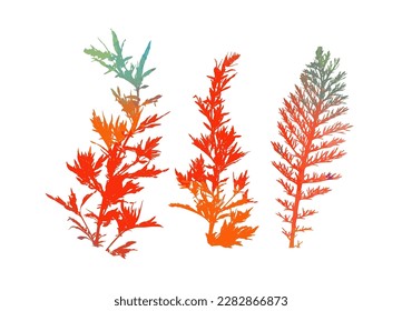 The silhouette of the grass set. Abstract background with colorful silhouettes of meadow wild herbs and flowers. Wildflowers. Floral background. Wild grass. Vector illustration.