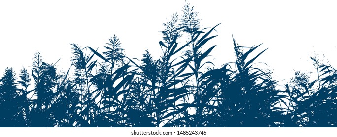 Silhouette of grass sow thistle. Blooming reeds. Lake grass. Group of plants. Close-up. Isolated vector illustration. Black on white.