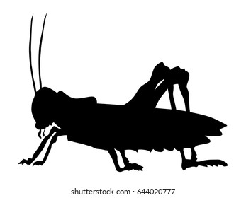 silhouette of grasshopper