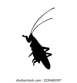 Silhouette of grasshopper. Grasshopper close-up detailed. Vector grasshopper icon on white background.