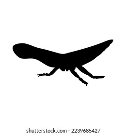 Silhouette of grasshopper. Grasshopper close-up detailed. Vector grasshopper icon on white background.