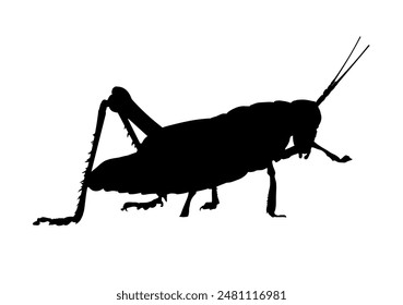 silhouette of grasshopper, cricket, locust - vector icon	