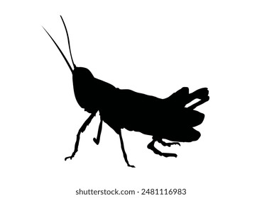 silhouette of grasshopper, cricket, locust - vector icon	