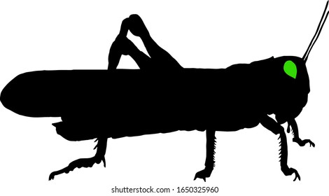 Silhouette of a grasshopper insect. Vector illustration.