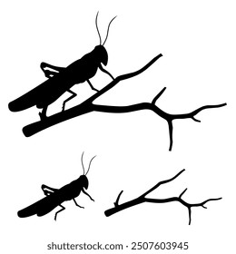 silhouette of grasshopper on tree branch on white background