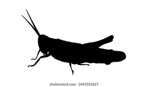 silhouette of a grasshopper- vector illustration  