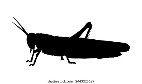 silhouette of a grasshopper- vector illustration  