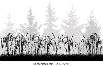 Silhouette of grassland on background of fir trees. Vector illustration.