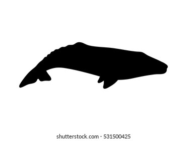Silhouette of gray whale. Vector illustration isolated on white background.