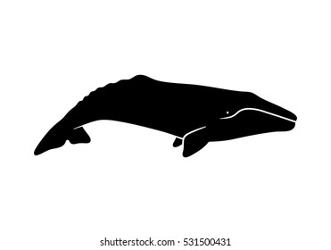 Silhouette of gray whale. Vector illustration isolated on white background.
