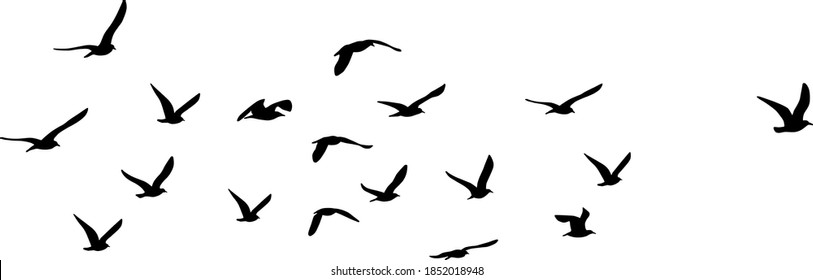 silhouette of great black-backed gull (Larus marinus) on flight, vector on white background