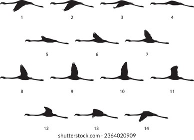 Silhouette of Greater Flamengo (Phoenicopterus roseus) flying cycle steps. Vector.