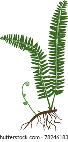 Silhouette of green fern with rhizome and roots on white background