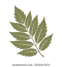Silhouette of green rowan leaf on white background. Autumn design element. Flat style illustration