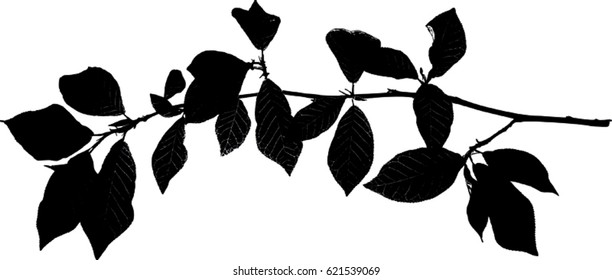 Silhouette of green twig of bird cherry tree isolated on white