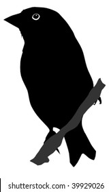silhouette of greenfinch
