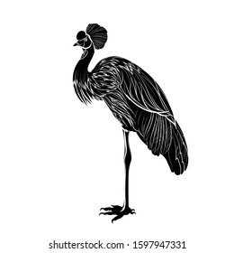 Silhouette of a Grey crowned crane. Graphic drawing. Black and white illustration. Vector.