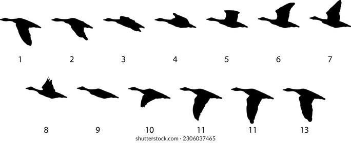 Silhouette greylag goose (Anser anser) flying steps for animation