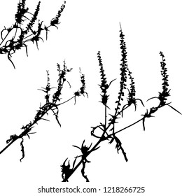 Silhouette. a group of branches of dried grass with small flowers against the sky. Medicinal plant. Vector illustration. Isolated background. Black White.